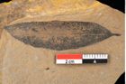 Foto (Detailansicht) von Quercus palaeoilex Ettingshausen (NHMW-GEO-2024-0188-0749)